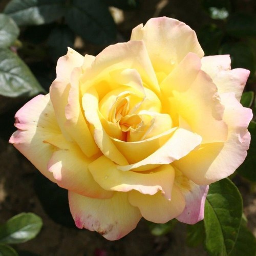 Whartons peace hybrid tea - whartons,