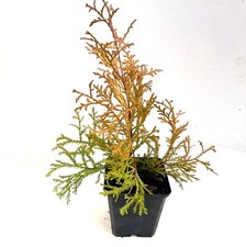 Thuja occidentalis rheingold - occidentalis,