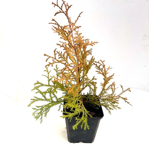 Thuja occidentalis rheingold - thuja,