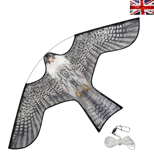Humane hawk kite bird - humane,