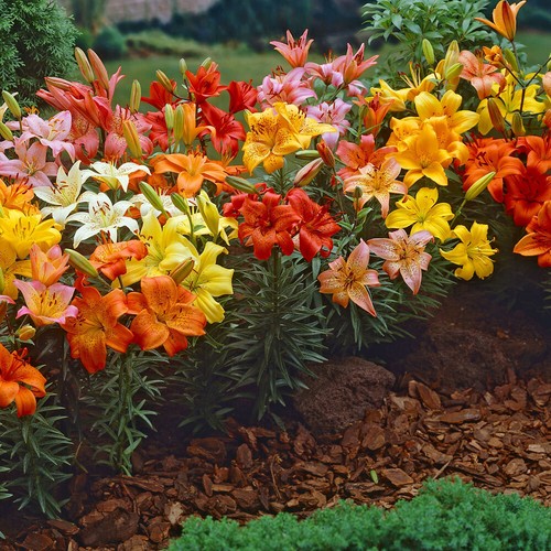 Lilium bulbs hardy perennial - hardy,
