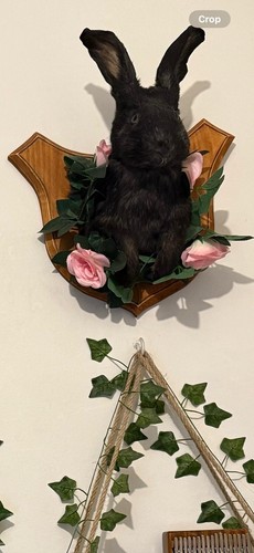 Taxidermy animals - taxidermy,