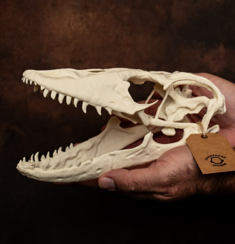 Komodo dragon skull - komodo,