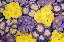 12 mixed x Primula Alaska