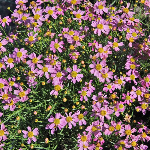 Coreopsis rosea hardy - rosea,