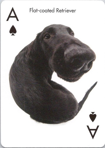 Flat coated retriever the - retriever, dog