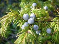 150 x Common Juniper tree