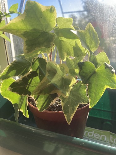 Yellow hedera helix - x1,