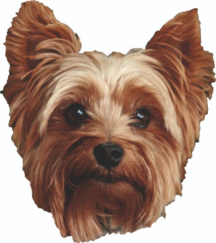 Yorkie dog sticker - ,, brown