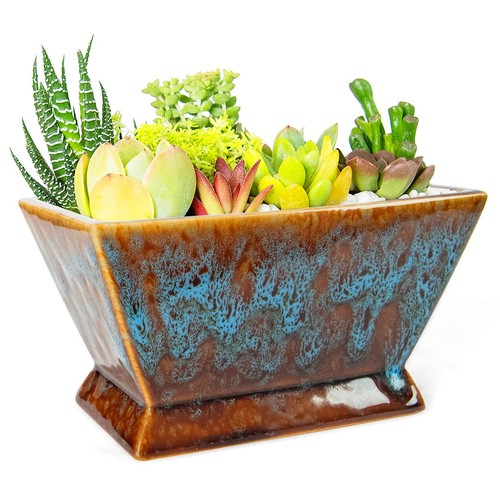 Succulent pots inch - succulent,