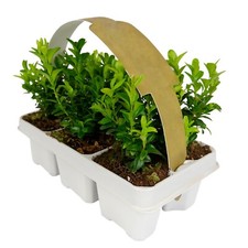 Buxus sempervirens - x,
