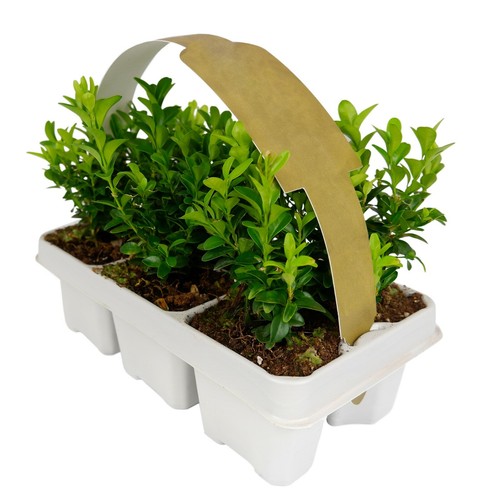 Buxus sempervirens - sempervirens,