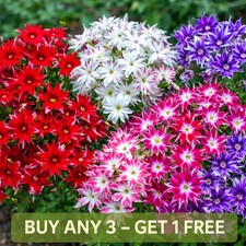 Drummond's Phlox Seeds Twinkle