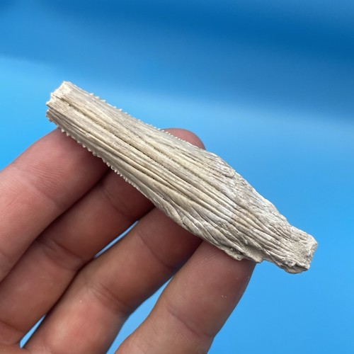 Stingray barb fossil bone - barb,