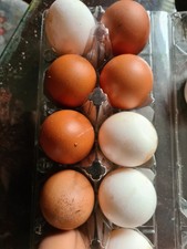 Free Range Chicken Eggs Mixed