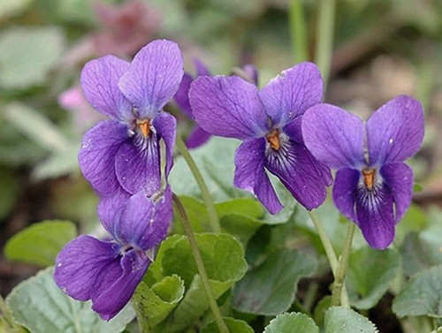 Viola odorata - violet),