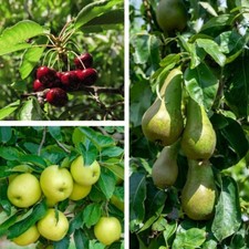 Fruit mini orchard - mini, collection