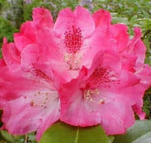 Rhododendron morgenrot ltr - rhododendron, 1.5