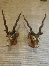 TAXIDERMY A MOUNTED PAIR OF AFRICAN  BLACKBUCK HEAD MOUNTS WITH HORNS 1930s