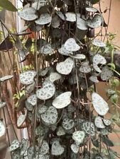 String of Hearts plant x3 -