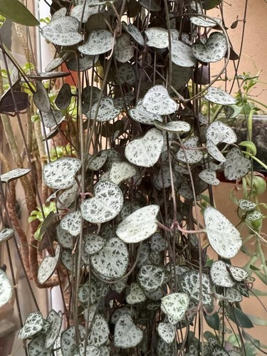 String hearts plant - of, x3