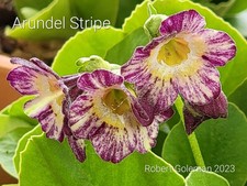 Primula auricula 'Arundel
