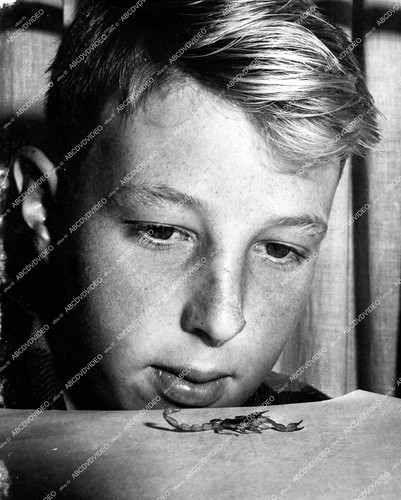 1940 animals insects - ],