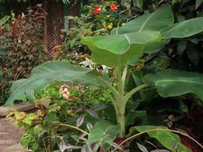 Ensete glaucum | Snow Banana|