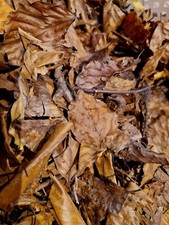 1L Bioactive dried beech leaves ATN007 Forest Mix leaf litter. Fish. Vivarium 
