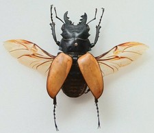 Odontolabis sarasinorum brown - odontolabis,