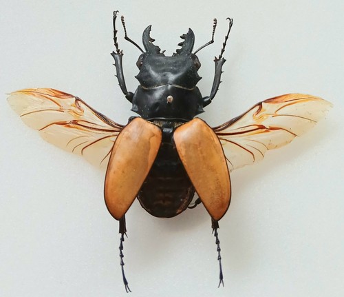 Odontolabis sarasinorum brown - odontolabis,
