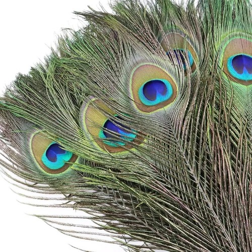 10pcs real peacock feather - 10pcs,