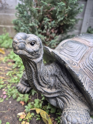 Giant tortoise realistic - tortoise,