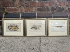 3 Vintage Framed Fish Prints - Dusky Skulpin , Dogfish , Pandora 