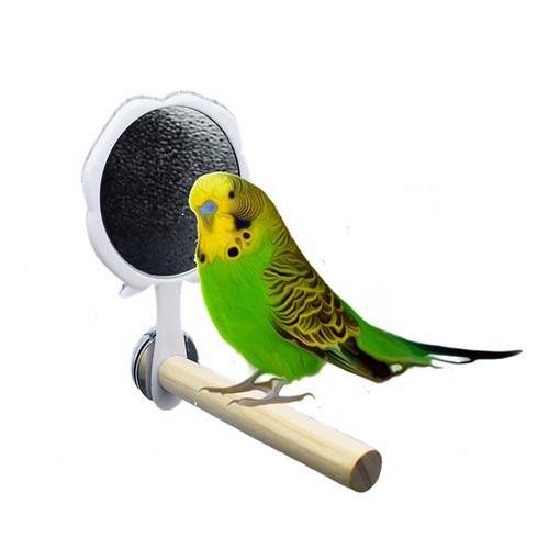 Bird mirror with - with, perch