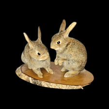 Taxidermy Two Young Rabbits (Oryctolagus cuniculus) Log no 202. Length 30cm.
