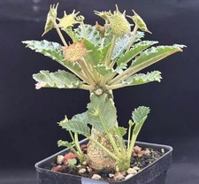 Dorstenia horwoodii Random Own