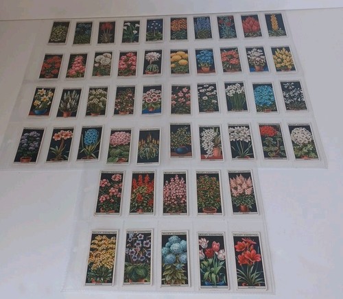 Wills flower culture pots - flower, in