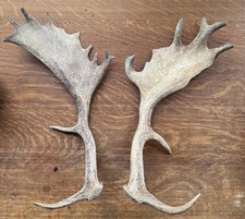 Taxidermy Large Pair of Fallow