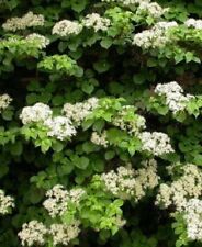 Lg CLIMBING HYDRANGEA Petiolaris Creamy White Flowers Garden Ready 5litre Pot