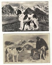 2 Real Photo Postcards of St Bernard Dogs in the Mountains Puppies