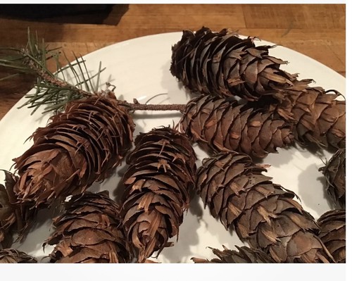 100 douglas fir pine cones - 100,