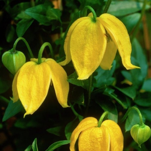 Clematis tibetana tangutica