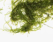 Java moss 250g tropical - -,