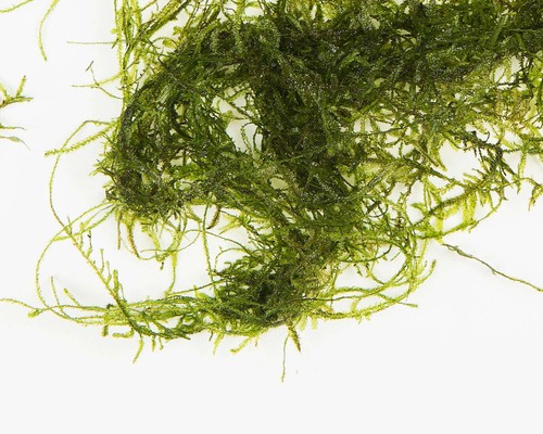 Java moss 250g tropical - java,