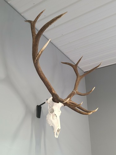 Elk euro skull mount - elk, taxidermy