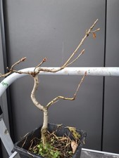  Part Trained Oak Bonsai Tree