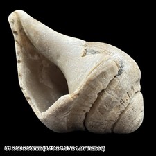 Sycostoma pyrus Fossil