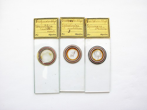 Antique microscope slides - microscope,