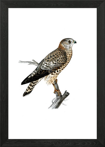 Vintage merlin falcon - vintage,